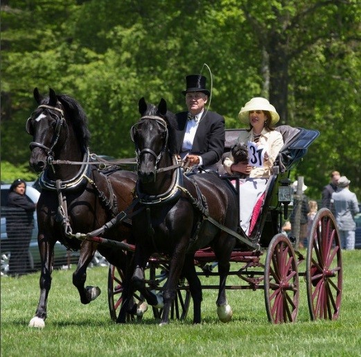 The turnout for the carriage, the horses and harness and for the whip and passengers is strict according to the type of driving event being undertaken. While competition driving requires modern lightweight carriages for fast maneuvering around obstacles and helmet and body protection for participants, pleasure driving, on the other hand, such as the invitational Big Bend Drive through the Brandywine Valley to the Winterthur Point-to-Point Races, as shown in the photo, requires antique or traditional style carriages and formal dress with stylish hats, rather than helmets that would distract from the historical integrity expected from the event.